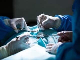 Μεταμόσχευση νεφρών χοίρου σε άνθρωπο σε μία επέμβαση-σταθμό