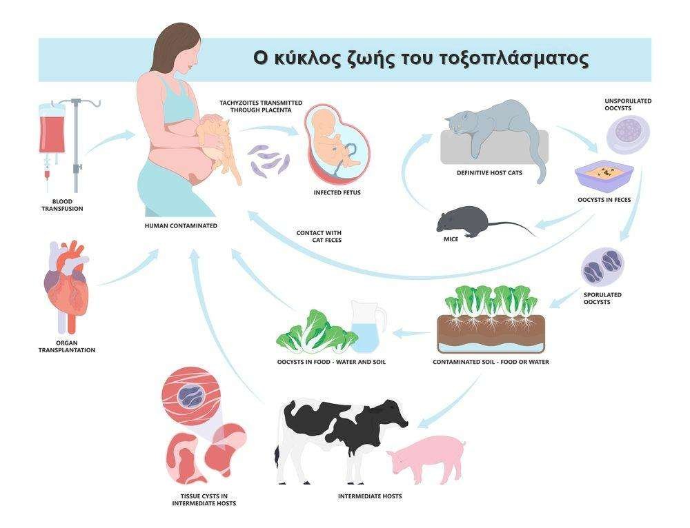 Τοξοπλάσμωση: Αίτια, συμπτώματα, διάγνωση & θεραπεία 23 to2
