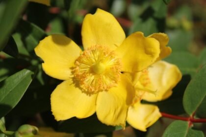 Βαλσαμόχορτο