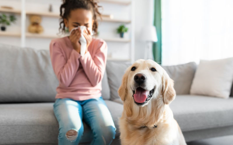 Αλλεργία στα σκυλιά
