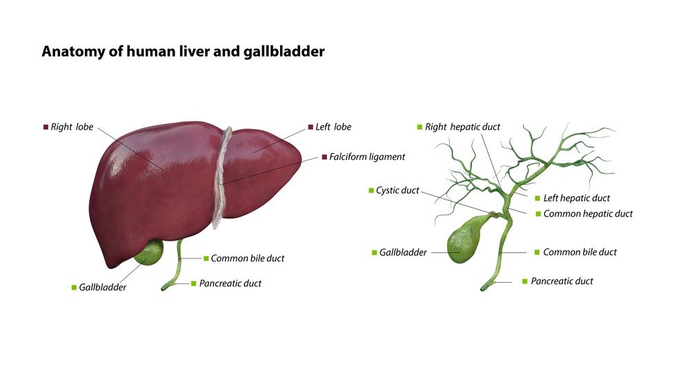 Τι είναι οι πολύποδες της χοληδόχου κύστης; Κινδυνεύουν να εξελιχθούν σε καρκίνο; 23 p2