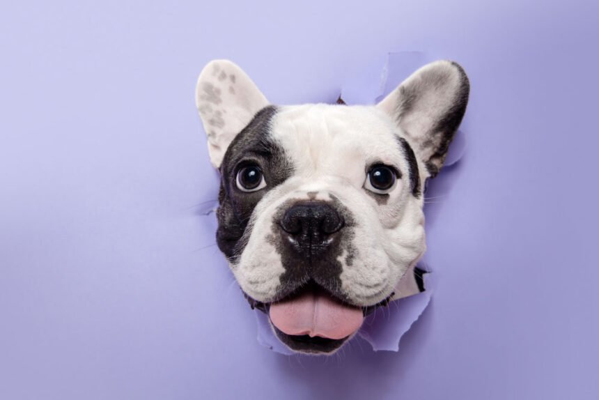 pet