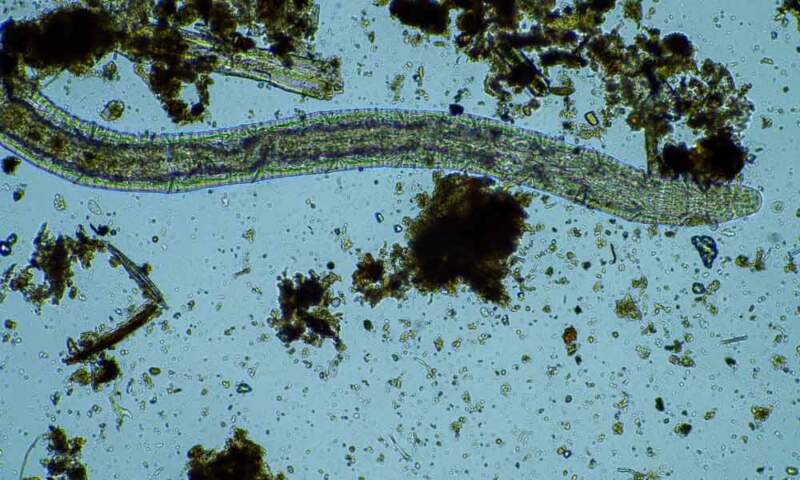 parasita
