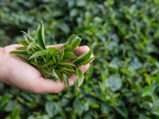 tea tree