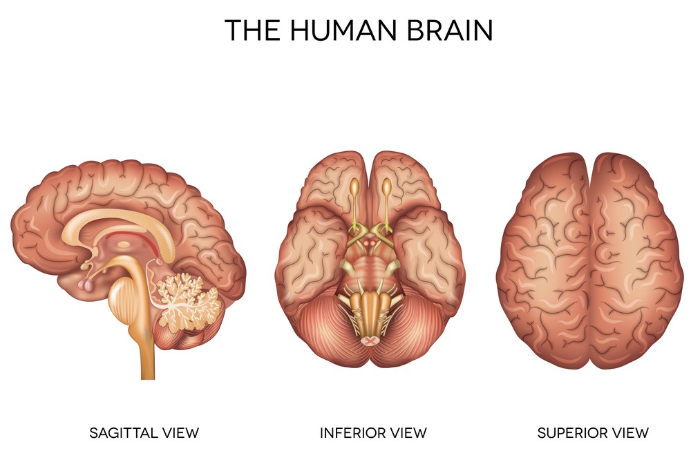 Ανατομία - Ο Ανθρώπινος Εγκέφαλος