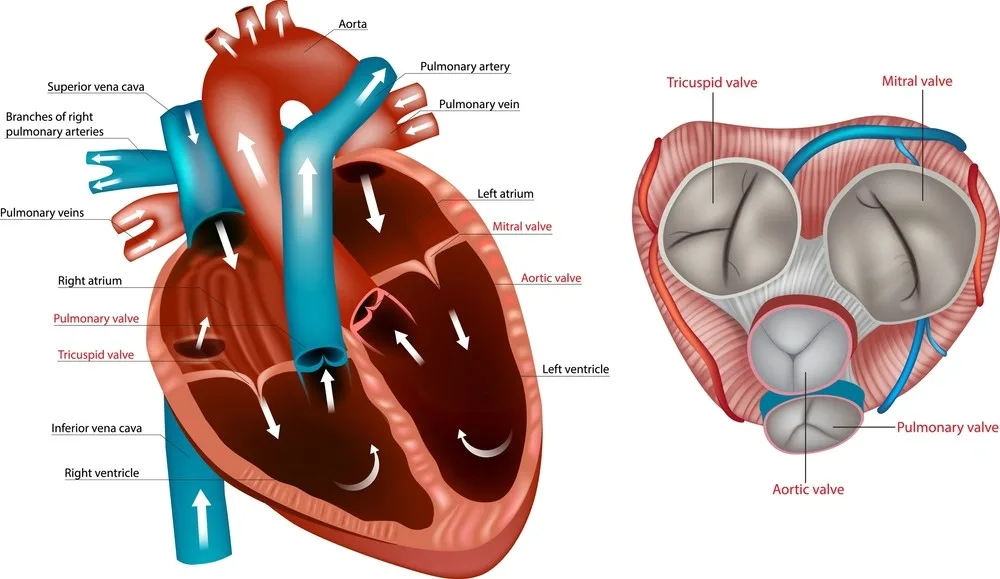Οι βαλβιδικές παθήσεις της καρδιάς.Ποια είναι τα προβλήματα των καρδιακών βαλβίδων.