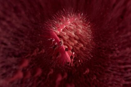 Σπερματοζωάρια. Συχνές ερωτήσεις σχετικά με την ποσότητα και τη σύνθεση των κυττάρων